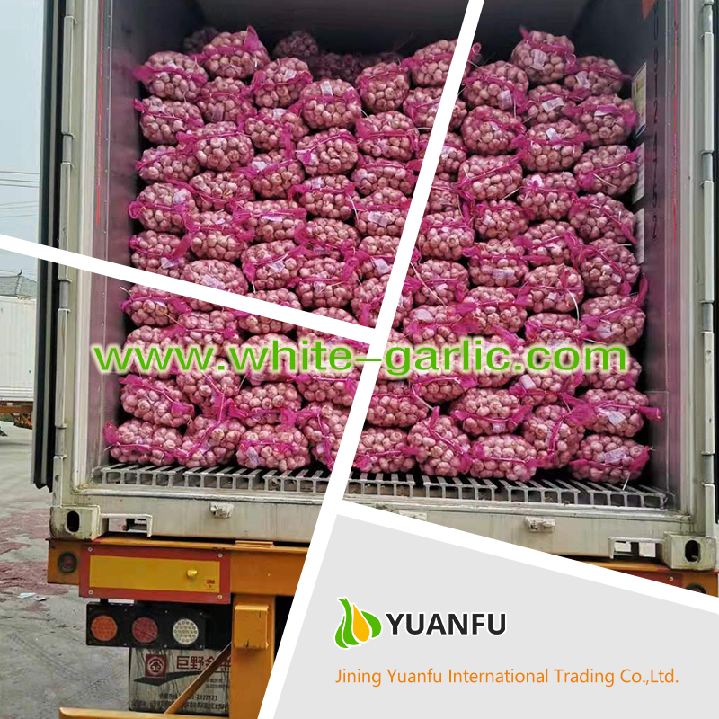 garlic suppliers garlic suppliers